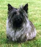 Cairn Terrier