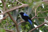 Fairy Bluebird (male)