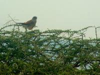 Common Kestrel (Tornfalk) - Falco tinnunculus