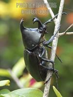 Large black rhinoceros beetle in a rainforest in Queensland , Australia 055D stock photo