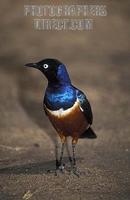 Superb starling , Lamprotornis superbus , Samburu National Reserve , Kenya stock photo