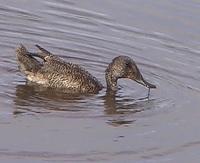 Freckled Duck