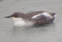 Long-billed murrelets, Brachyramphus perdix