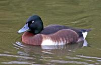 Baer's Pochard - Aythya baeri