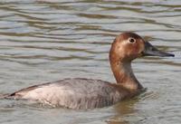 Canvasback (Aythya valisineria)