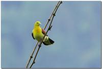 White-bellied Green Pigeon