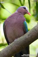 Emerald Dove 綠背金鳩 IMG 9495.jpg