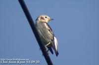 Fig. 6. Violet Backed Starling : 쇠찌르레기