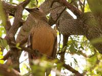 Fawn-breasted Bowerbird