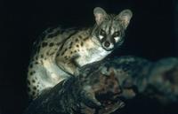 Genet.  Photo by Mark Boulton.