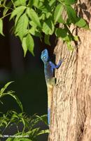 Blue-headed tree agama (Acanthocerus atricollis)