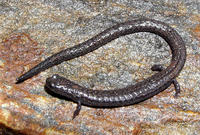 : Batrachoseps nigriventris; Black-bellied Slender Salamander