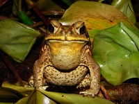 : Bufo schneideri