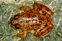 : Cycloramphus duseni