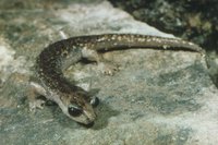 : Hydromantes genei; Gene's Cave Salamander