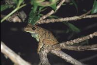 : Hypsiboas boans