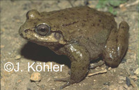 : Leptodactylus rhodonotus