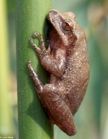 : Pseudacris crucifer crucifer; Northern Spring Peeper