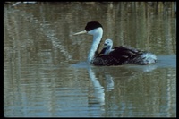 : Aechmophorus occidentalis; Western Grebe