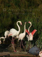 : Phoenicopterus roseus; Greater Flamingo