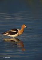 : Recurvirostra americana; American Avocet