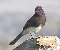 : Sayornis nigricans; Black Phoebe