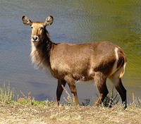 : Kobus ellipsiprymnus; Waterbuck