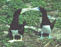 : Sula leucogaster; Brown Booby