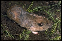 : Thomomys monticola; Mountain Pocket Gopher