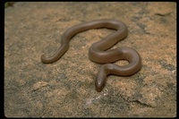 : Charina bottae; Rubber Boa