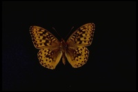 : Speyeria callippe callippe; Callippe Silverspot