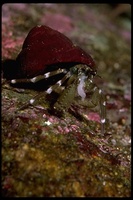 : Pagurus hirsutiusculus; Hermit Crab