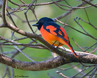 Scarlet Minivet
