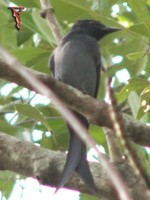 Ashy Drongo(Dicrurus leucophaeus)