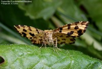 Pantermåler (Pseudopanthera macularia)