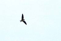 Asian House-Martin, Iwatsubame or Delichon dasypus. photo: 05/2002, Tochigi, Japan.