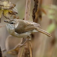 Paddyfield Warbler