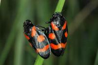 Cercopis sanguinolenta