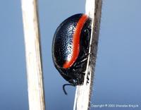 Chrysolina rossia