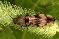 Diacanthous undulatus