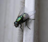 Neomyia cornicina