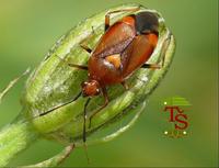 Deraeocoris ruber