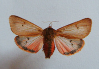 Phragmatobia fuliginosa - Ruby Tiger