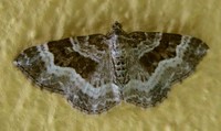 Epirrhoe alternata - Common Carpet