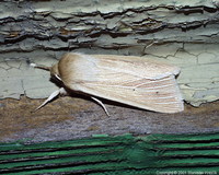 Mythimna pallens - Common Wainscot