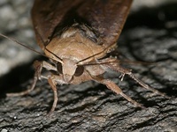 Noctua pronuba - Large Yellow Underwing