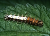 Polygonia c-album - Comma