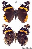 Vanessa atalanta - Red Admiral