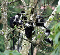 Angolan colobus (Colobus angolensis)