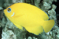 Centropyge flavissima, Lemonpeel angelfish: fisheries, aquarium